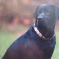 HS Sprenger Curogan Necktech