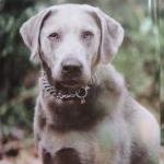 HS Sprenger Edelstahl matt