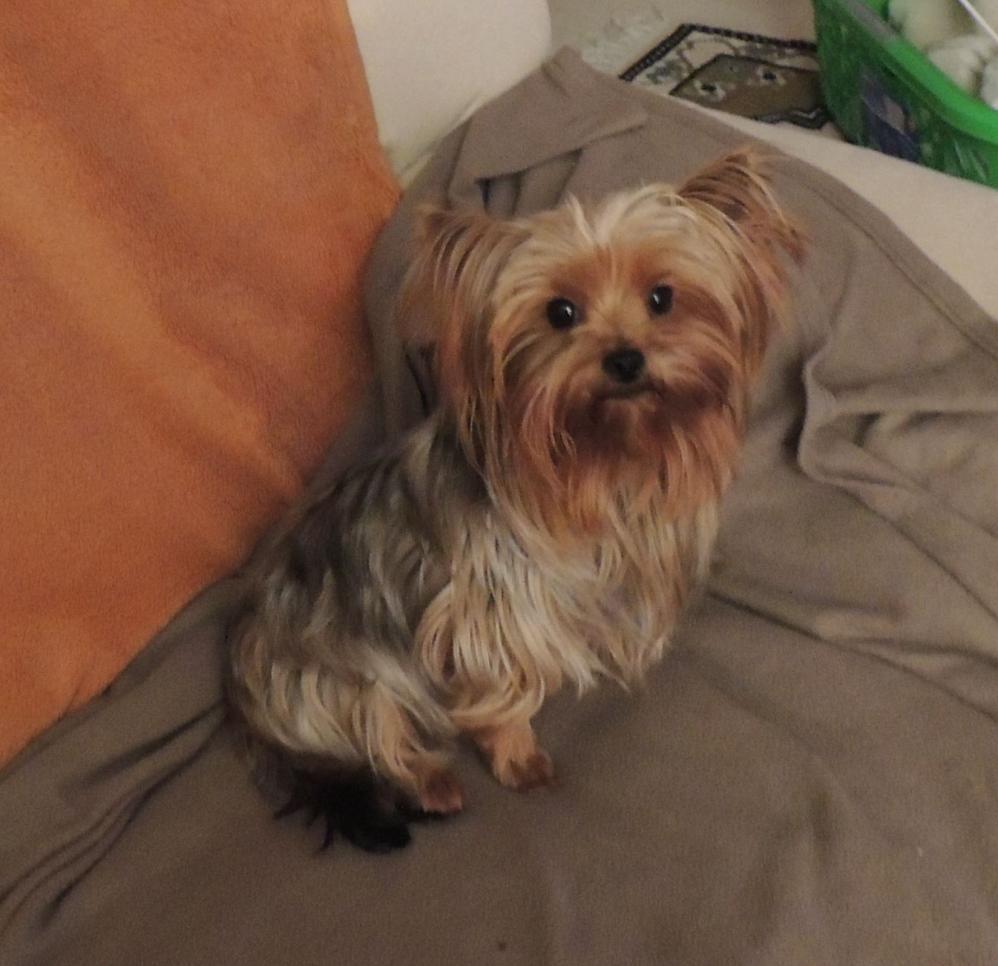 Kiss meine Yorkshire Terrier Hündin